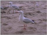 Re: Looking for bird pix! - roodsnavelmeeuw.jpg -- Red-billed Gull