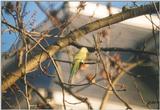 Birds from the Netherlands - rose-ringed parakeet1.jpg