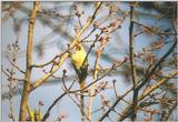 Birds from the Netherlands - rose-ringed parakeet3.jpg