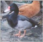 Waterfowl: Rosybill Pochard