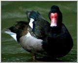 Rosy-billed Pochard