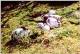 rr Bunny Gathering.jpg