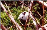 rr Bunny Hiding.jpg