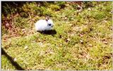 rr Bunny Lonely.jpg
