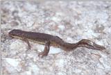 Underwater photo of a Red-spotted newt (Notophthalmus viridescens viridescens)1