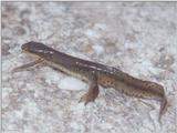 Underwater photo of a Red-spotted newt (Notophthalmus viridescens viridescens)2