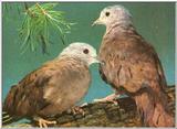 Ruddy Ground Dove