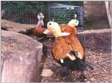 Ruddy Shelduck Family