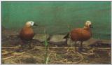 Ruddy Shelducks