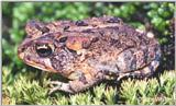 Southern Toad (Bufo terrestris)