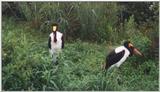 Saddle-billed Storks -- saddle-billed stork (Ephippiorhynchus senegalensis)