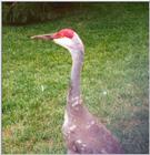 Sandhill Crane