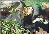 Spectacled Bear #1