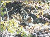 Chipmunk schip91