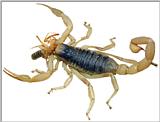 Re: ABOUT SCORPIONS