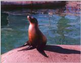 Sea Lion at KC Zoo