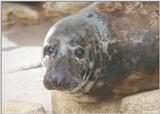 Elephant Seal