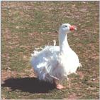 Sebastopol Goose