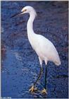 Snowy Egret (Egretta thula)