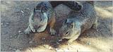 California Ground Squirrel 47kb jpg