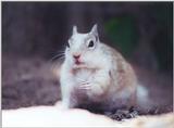 Squirrel sept2 6