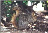 Western Grey Squirrel 67kb jpg