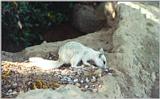 White (not albino) Calif. Ground Squirrel 90kb