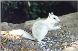 White (not albino) California Ground Squirrel 98kb jpg