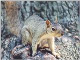 Fox Squirrel sept10 82k