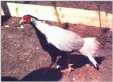 Silver Pheasant - Lophura nycthemera