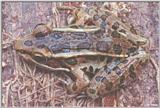 Southern Leopard Frog (Rana sphenocephala) #2