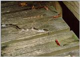 Snake on boardwalk - Congaree Swamp - Columbia, SC - snake01.jpg
