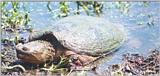 Re: REQ: Common Snapping Turtle, Eastern Painted Turtle, Soft-shell Turtle