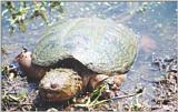 Re: REQ: Common Snapping Turtle, Eastern Painted Turtle, Soft-shell Turtle