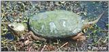 Re: REQ: Common Snapping Turtle, Eastern Painted Turtle, Soft-shell Turtle