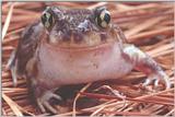 Eastern Spadefoot (Scaphiopus holibrookii holibrookii) #1