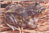 Eastern Spadefoot (Scaphiopus holibrookii holibrookii) #2