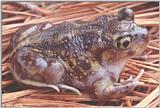 Eastern Spadefoot (Scaphiopus holibrookii holibrookii) #3