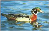 Waterfowl: Wood Duck