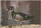 Wood Duck