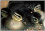 Baby Wood Ducks