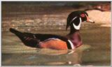 Wood Duck