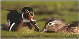 Re: waterfowl pics - Wood Ducks