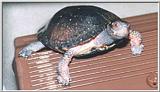 Re: REQ pics of Soft-shell or Spotted Turtles