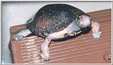Re: REQ pics of Soft-shell or Spotted Turtles