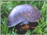 Re: REQ pics of Soft-shell or Spotted Turtles