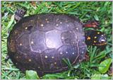 Re: REQ pics of Soft-shell or Spotted Turtles