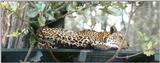 Re: More big cats from the Nairobi animal orphanage