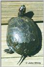 Re: REQ pics of Soft-shell or Spotted Turtles