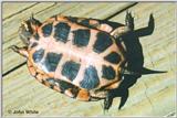 Re: REQ pics of Soft-shell or Spotted Turtles